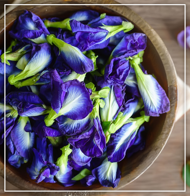 Cey Agro Exports - Blue Butterfly Pea 02