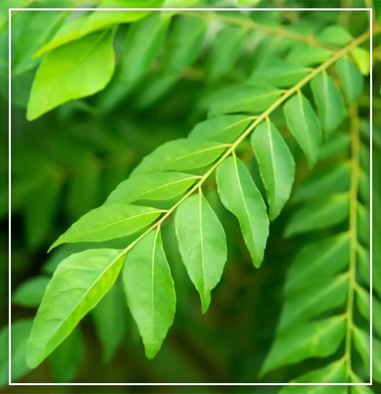 Cey Agro Exports - Curry leaves 01